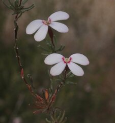 Stylidium pingrupense