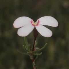 Stylidium pingrupense