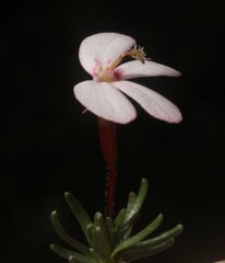 Stylidium pingrupense
