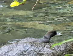 Hymenolaimus malacorhynchos