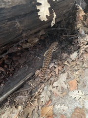 Elgaria multicarinata webbii