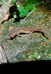 Lissotriton helveticus