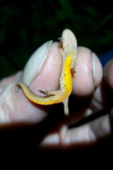 Lissotriton helveticus