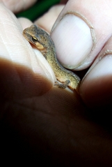 Lissotriton helveticus