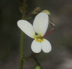 Stylidium piliferum