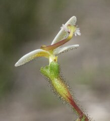 Stylidium piliferum