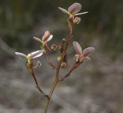 Stylidium piliferum