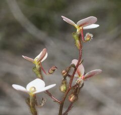 Stylidium piliferum
