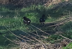 Gallinula chloropus chloropus
