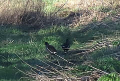 Gallinula chloropus chloropus
