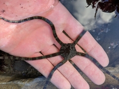 Ophioderma panamense