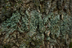 Bacidia schweinitzii