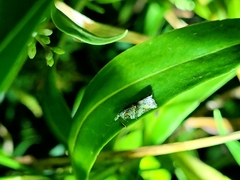 Harmologa amplexana