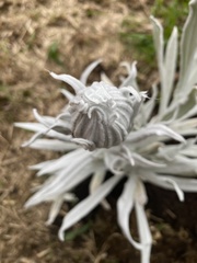 Senecio niveoaureus