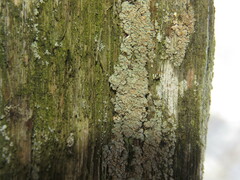 Hypocenomyce scalaris