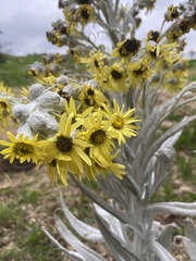 Senecio niveoaureus