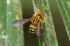 Epanthidium tigrinum