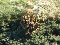 Hypocenomyce scalaris