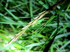 Conocephalus bilineatus