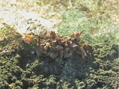 Hypocenomyce scalaris