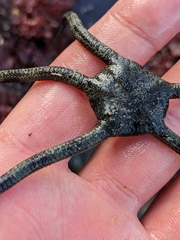 Ophioderma panamense