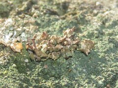 Hypocenomyce scalaris