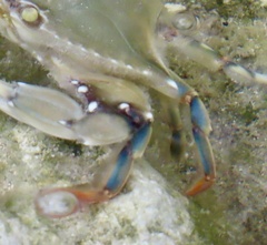 Callinectes ornatus