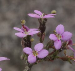 Stylidium turleyae