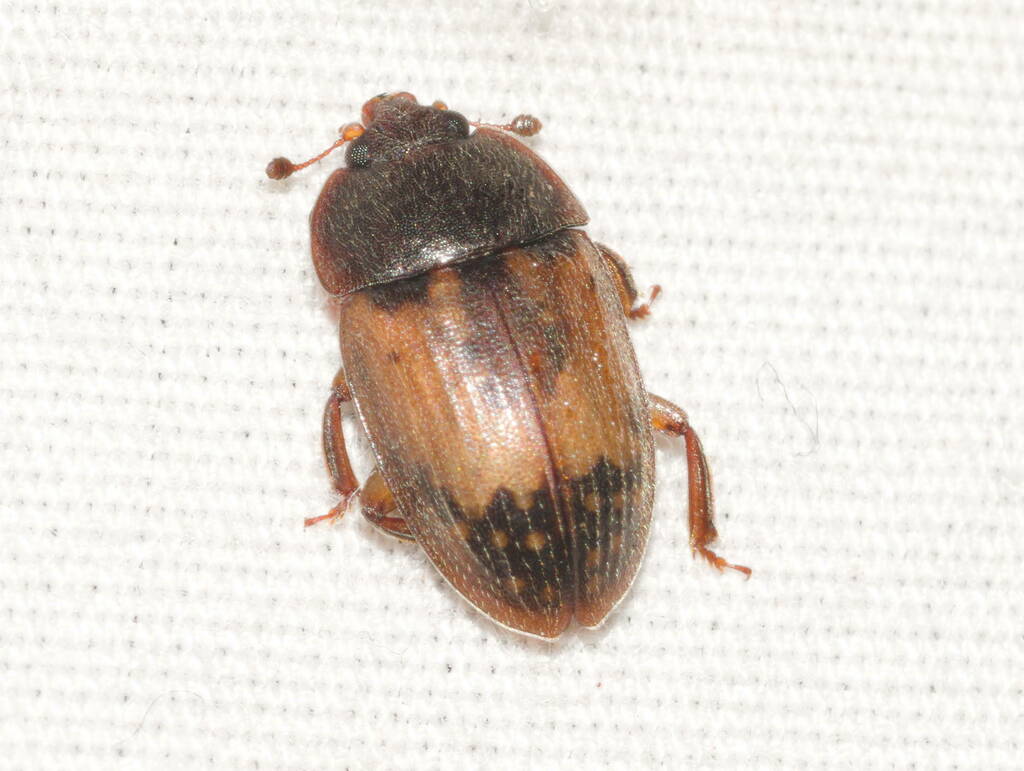 Beetle