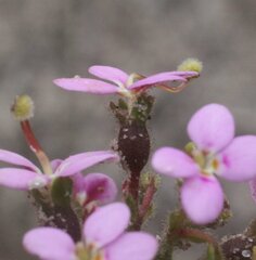 Stylidium turleyae