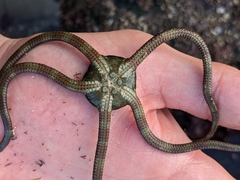 Ophioderma panamense