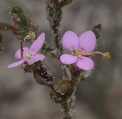 Stylidium turleyae