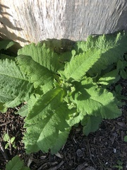 Salvia spathacea