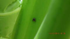 Thorelliola ensifera