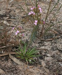 Stylidium turleyae