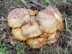 Gymnopilus ventricosus