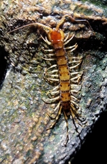 Lithobius variegatus rubriceps