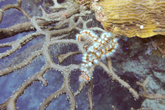 Hermodice carunculata