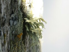Ramalina complanata