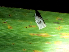 Harmologa amplexana
