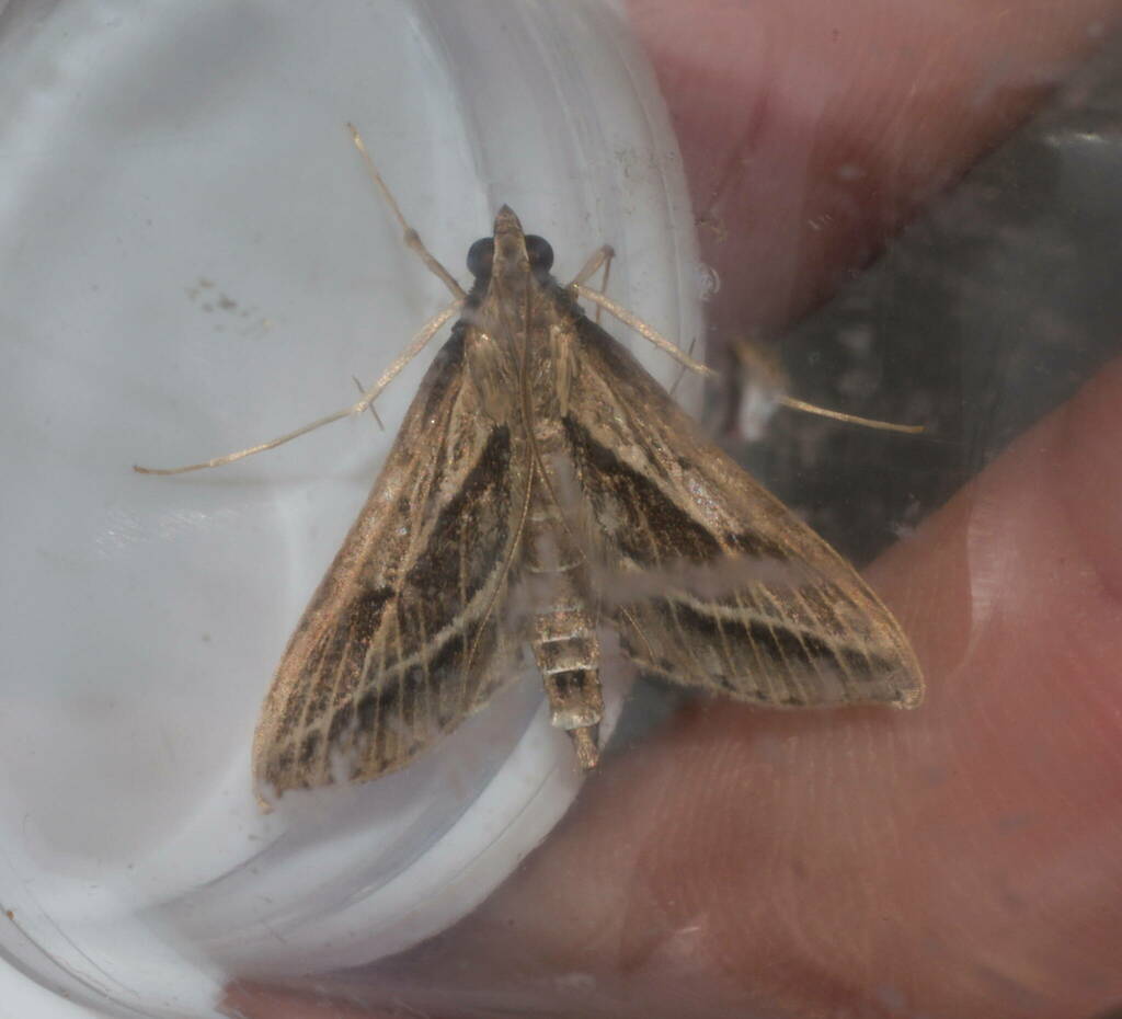 Sugarcane Leafroller Moth