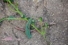 Gonipterus platensis