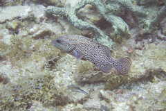 Cephalopholis cruentata