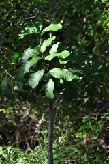 Cupaniopsis anacardioides