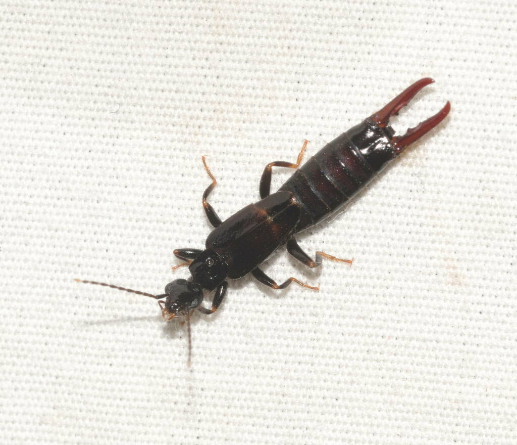 Earwig