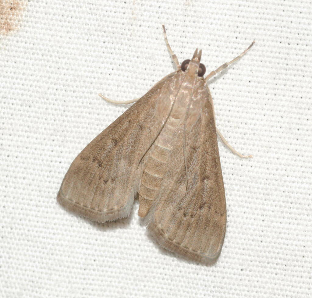 Grass Webworm