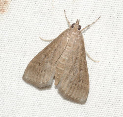Grass Webworm Moth