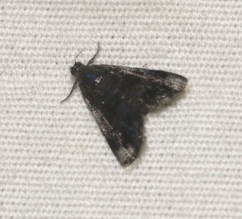 Mestolobes chrysomolybdoides