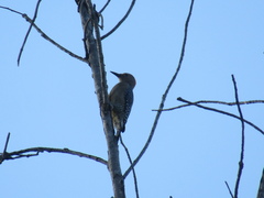 Melanerpes aurifrons