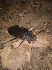 Mallodon spinibarbis